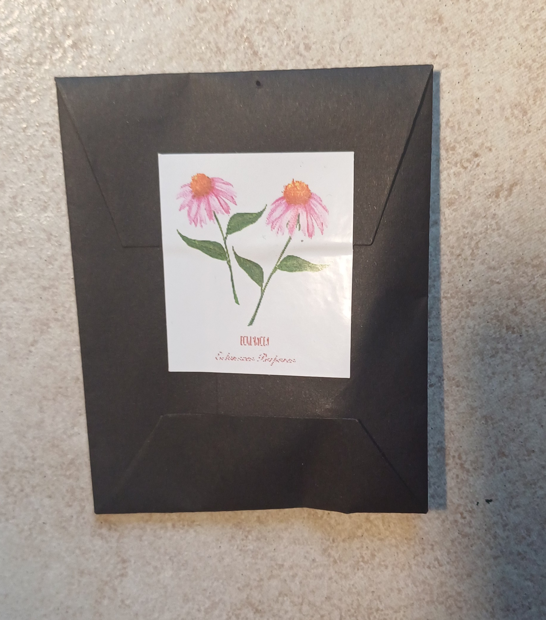 Seeds - Echinacea - Image 4