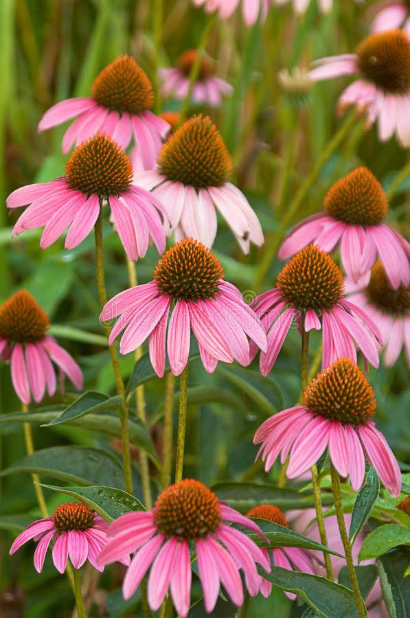 Seeds - Echinacea - Image 2
