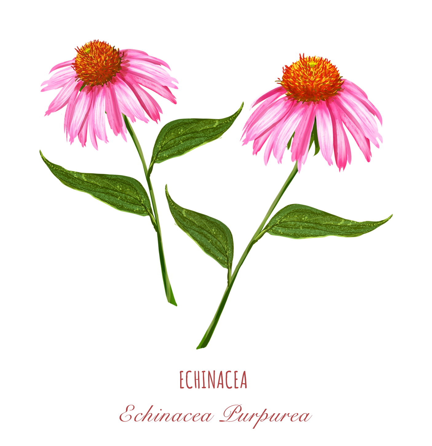 Seeds - Echinacea