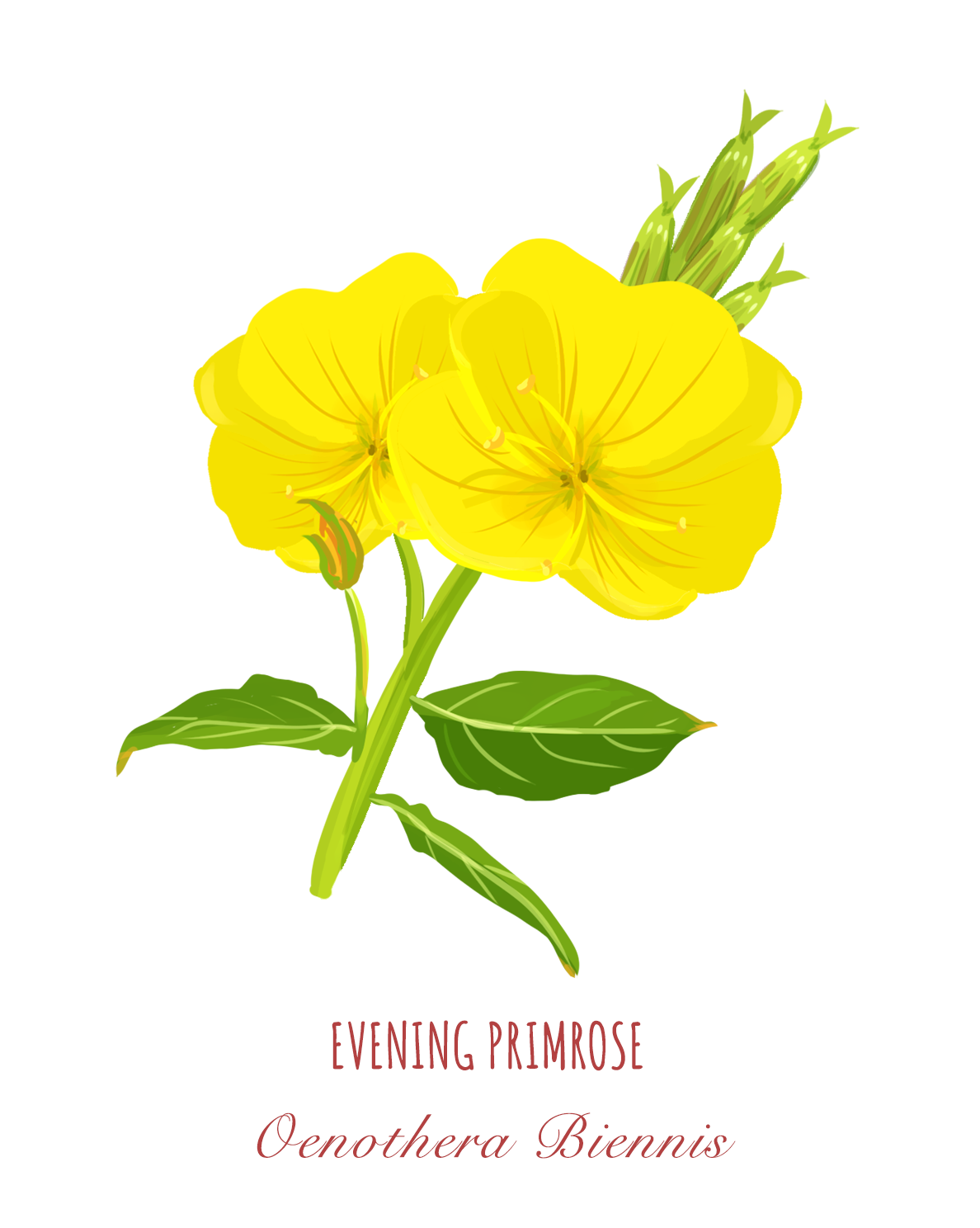 Seeds - Evening Primrose