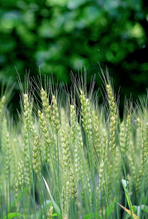 Seeds - Wheatgrass