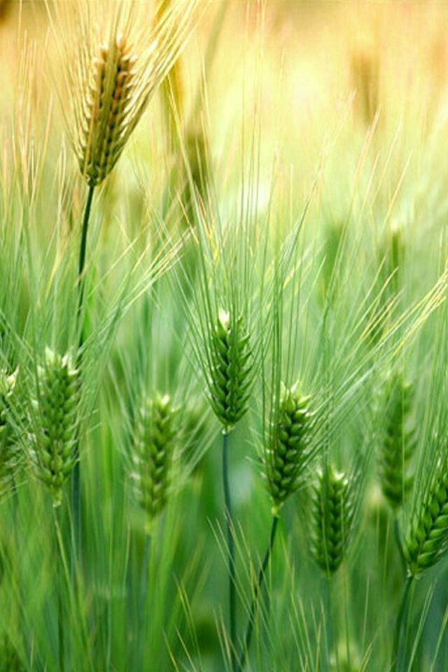Seeds - Wheatgrass - Image 2